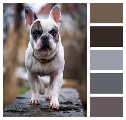 Bulldog French Bulldog Dog Image